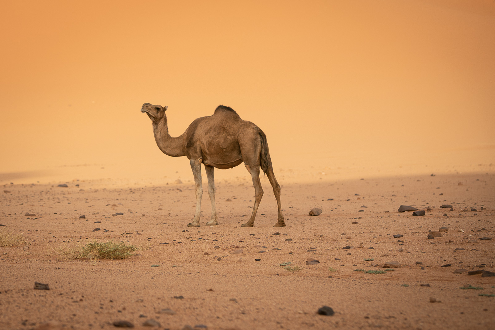 Human & Nature  outoftime 59